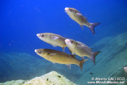 Cefalo bosega (Chelon labrosus)