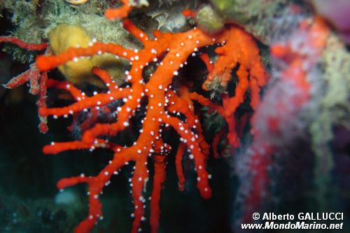 Corallo rosso (Corallium rubrum)