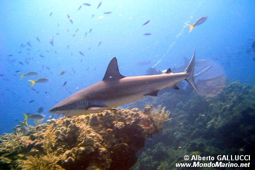 Squalo orlato (Carcharhinus limbatus)