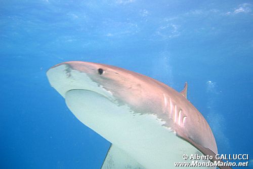 Squalo Tigre (Galeocerdo cuvier)
