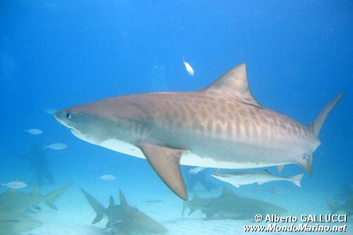 Squalo Tigre (Galeocerdo cuvier)
