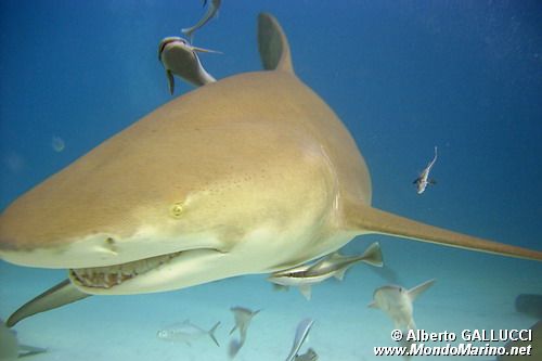 Squalo limone (Negaprion brevirostris)