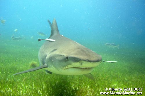 Squalo Tigre (Galeocerdo cuvier)