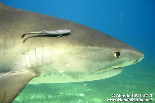 Squalo Tigre (Galeocerdo cuvier)