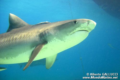 Squalo Tigre (Galeocerdo cuvier)