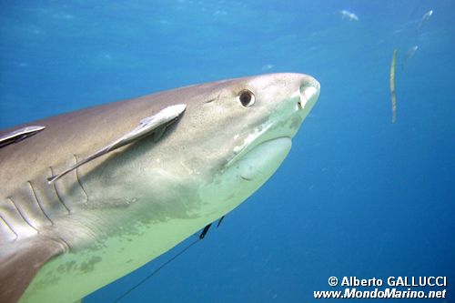 Squalo Tigre (Galeocerdo cuvier)