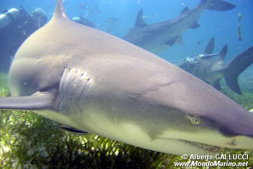 Squalo limone (Negaprion brevirostris)