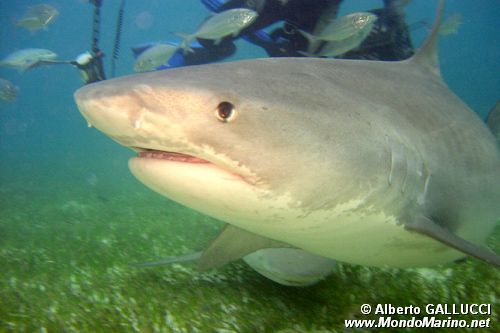 Squalo Tigre (Galeocerdo cuvier)