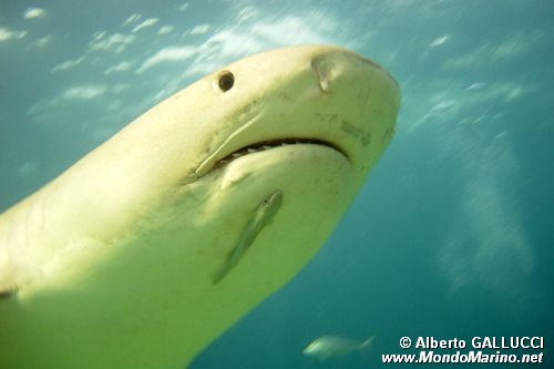 Squalo Tigre (Galeocerdo cuvier)