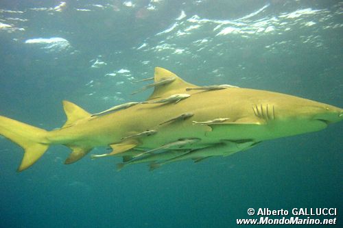 Squalo limone (Negaprion brevirostris)