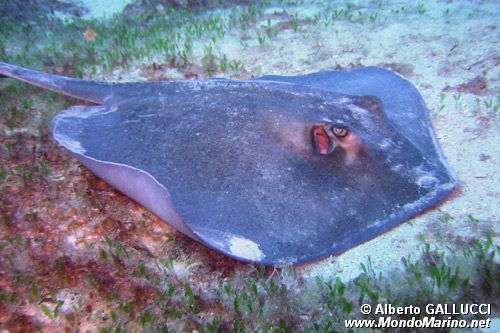 Razza (Dasyatis americana)