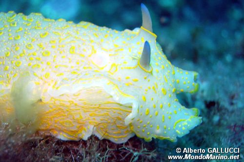 Doride dipinto (Hypselodoris picta)