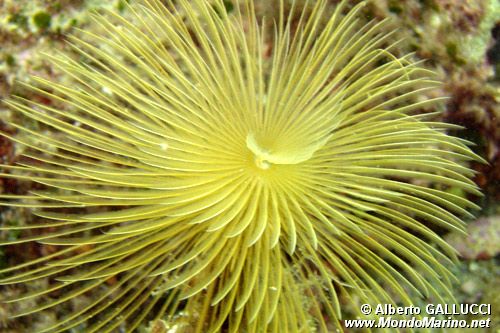 Spirografo (Sabella spallanzanii)