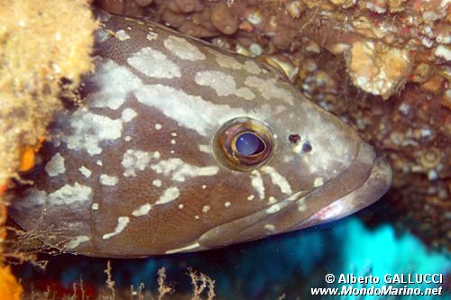 Cernia bruna (Epinephelus marginatus)