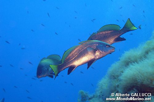 Corvina (Sciaena umbra)