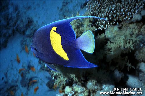 Pesce angelo maculato (Pomacanthus maculosus)