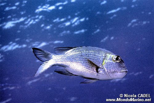 Lutianide (Macolor niger)