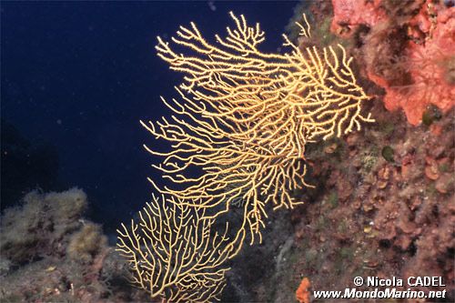 Gorgonia gialla (Eunicella cavolinii)