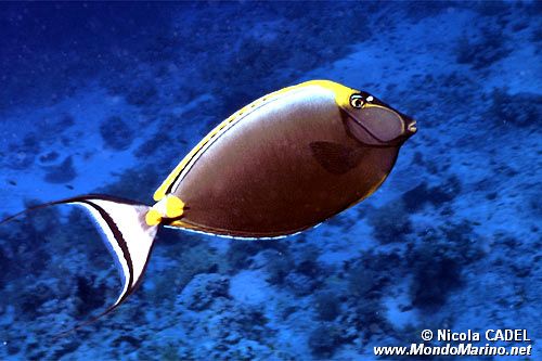 Pesce chirurgo (Naso lituratus)