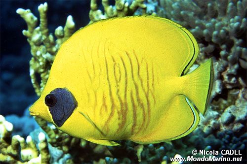 Pesce farfalla semimascherato (Chaetodon semilarvatus)