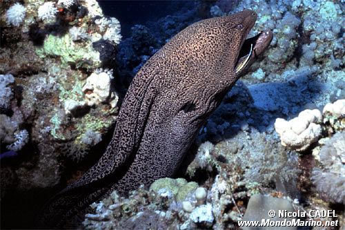 Murena gigante (Gymnothorax javanicus)