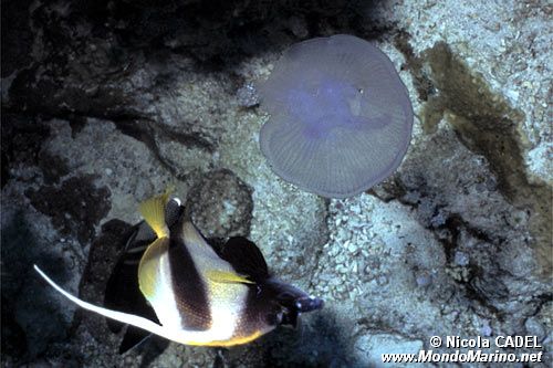 Medusa quadrifoglio (Aurelia aurita)