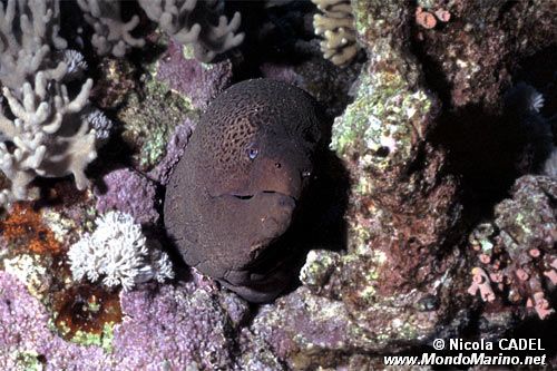 Murena gigante (Gymnothorax javanicus)