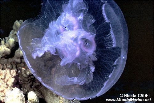 Medusa quadrifoglio (Aurelia aurita)