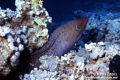 Murena gigante (Gymnothorax javanicus)