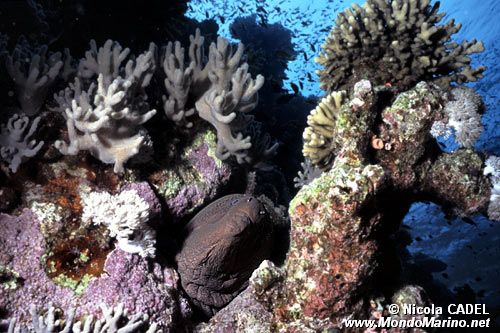 Murena gigante (Gymnothorax javanicus)