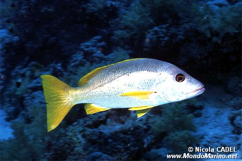 Lutiano monostigma (Lutjanus monostigma)