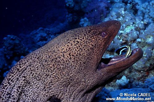 Murena gigante (Gymnothorax javanicus)