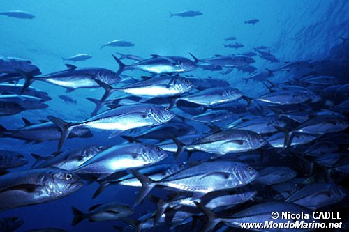 Carangide (Caranx sexfasciatus)