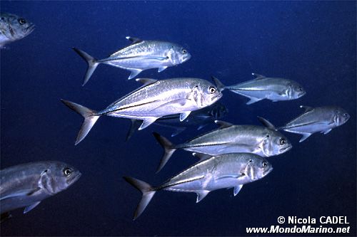 Carangide (Caranx sexfasciatus)