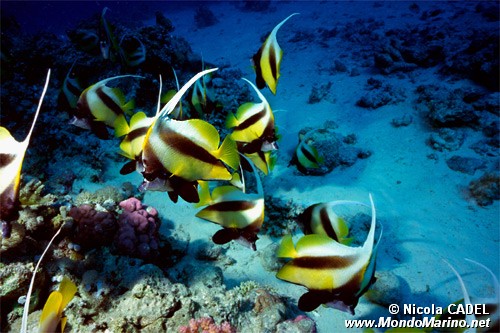 Pesce farfalla virgola (Heniochus intermedius)