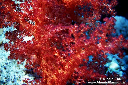 Alcionario (Dendronephthya sp.)