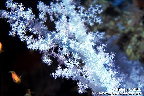 Alcionario (Dendronephthya sp.)