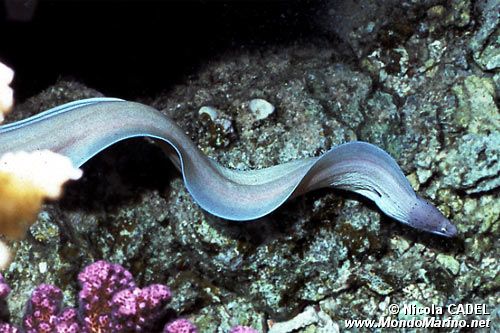Murena grigia (Siderea grisea)