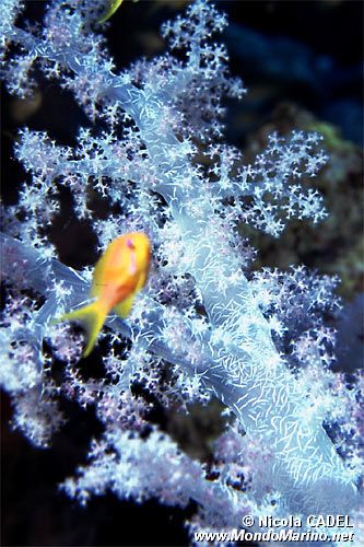 Alcionario (Dendronephthya sp.)