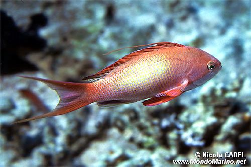 Castagnola  tropicale (Pseudanthias squamipinnis)