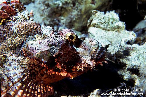 Pesce scorpione tassellato (Scorpaenopsis oxycephalus)