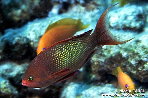 Castagnola  tropicale (Pseudanthias squamipinnis)