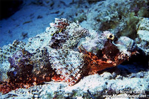 Pesce scorpione tassellato (Scorpaenopsis oxycephalus)