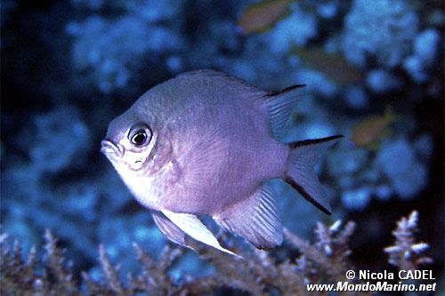 Castagnola di Weber (Chromis weberi)