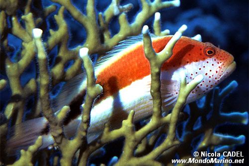 Pesce falco (Parracirrhites forsteri)
