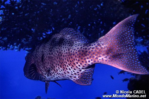 Cernia dei coralli del Mar rosso (Plectropomus pessuliferus marisrubri)