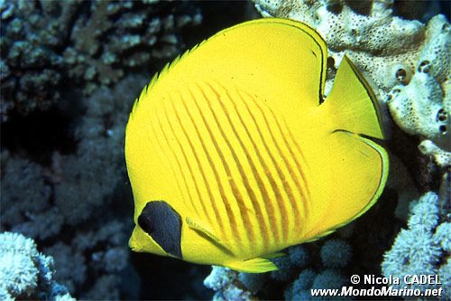 Pesce farfalla semimascherato (Chaetodon semilarvatus)