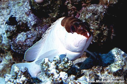 Cernia dal berretto basco (Epinephelus fasciatus)