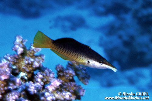 Labride uccello (Gomphosus caeruleus)