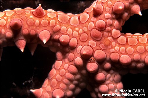 Stella marina egiziana (Gomophia egyptiaca)